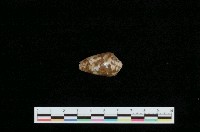 藏品(灰貓芋螺)的圖片